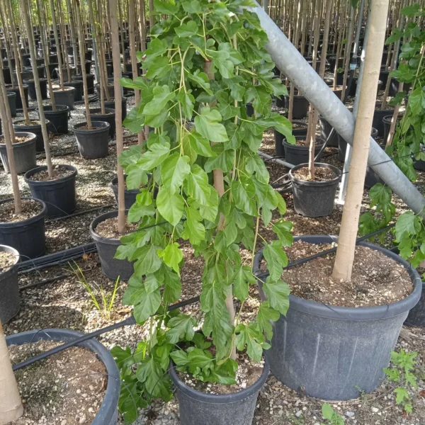 Morus alba 'Pendula' (Povešava murva)