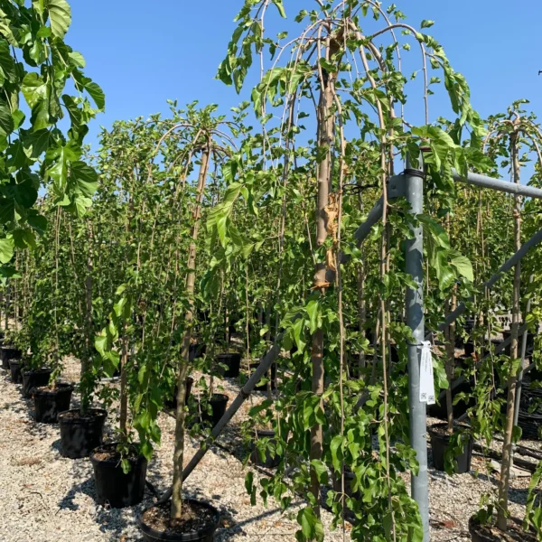 Morus alba 'Pendula' (Povešava murva)