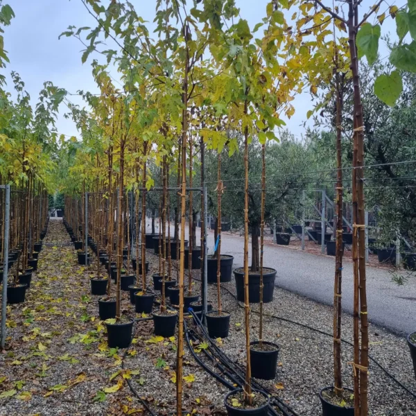 Morus Nigra (Črna Murva)