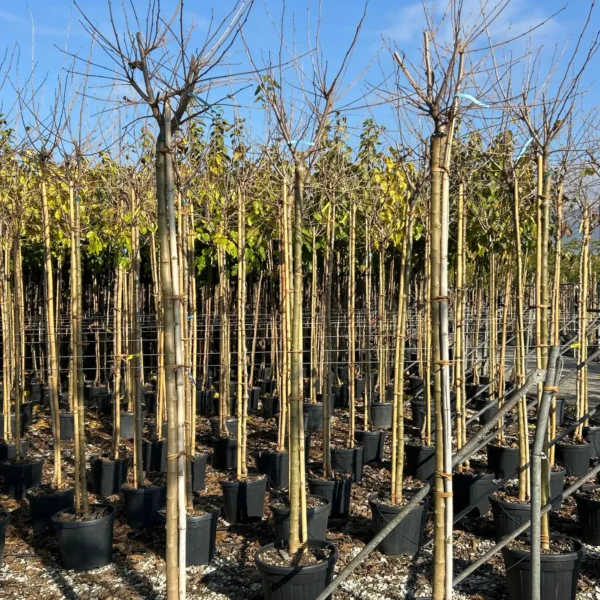 Morus Nigra (Črna Murva)