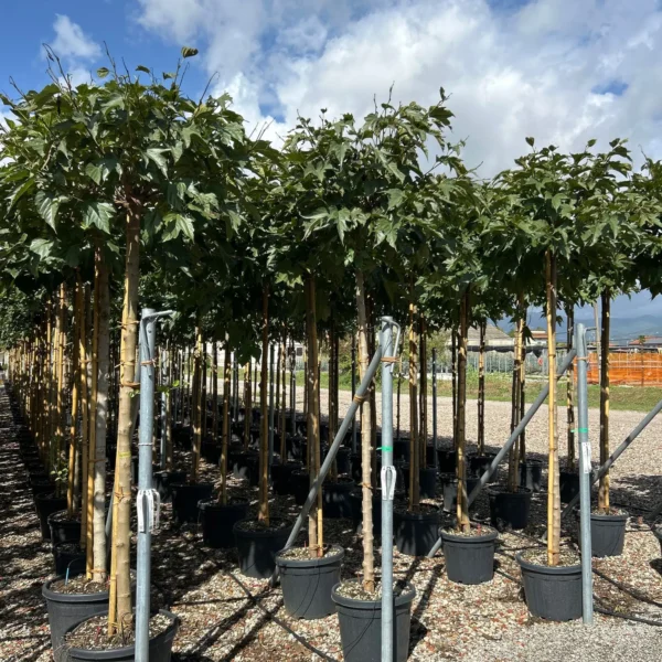 Morus Platanifolia (Listnata Murva)