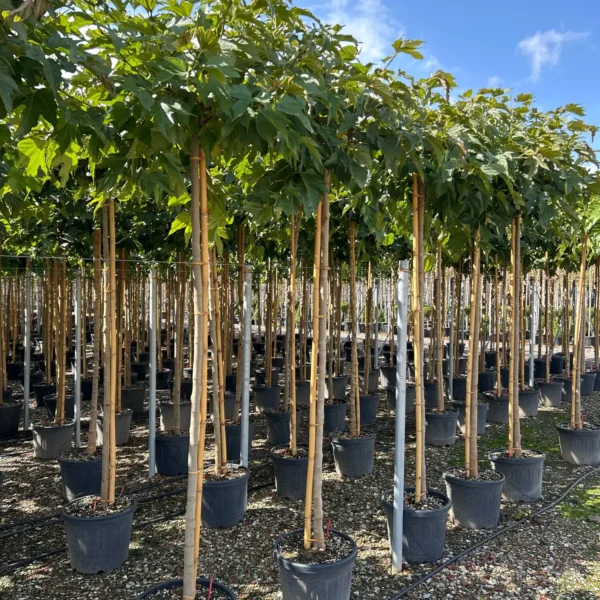 Morus Platanifolia (Listnata Murva)