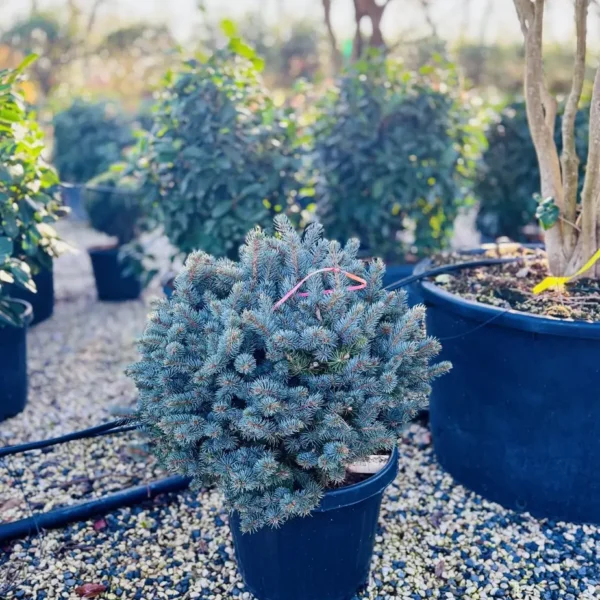 Picea pungens 'Glauca Globosa' (Gnezdasta srebrna smreka)