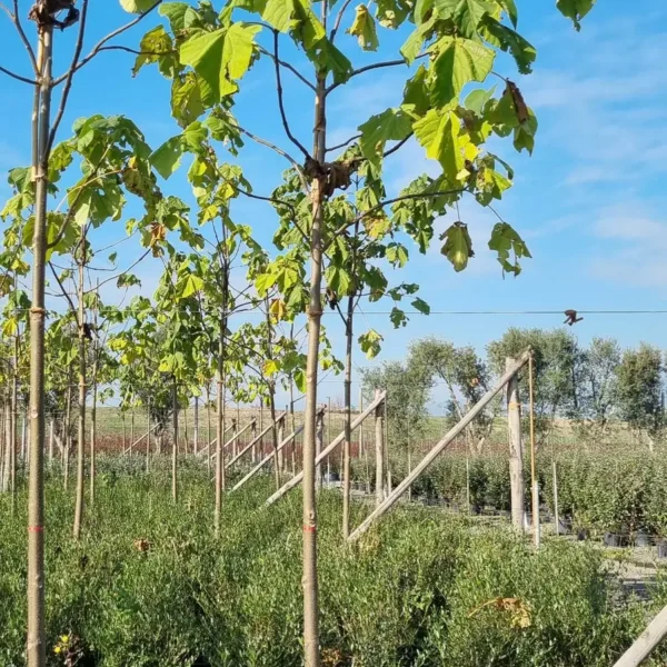 Paulownia tomentosa (Navadna pavlovnija)