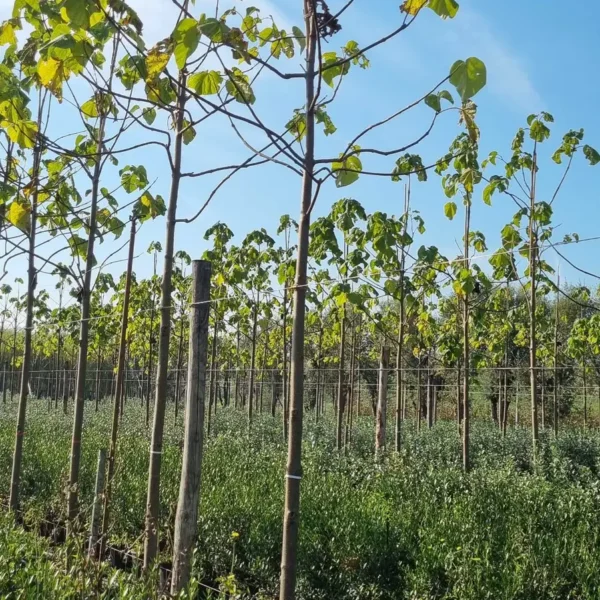 Paulownia tomentosa (Navadna pavlovnija)