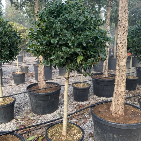 Ilex mutchagara 'Nellie R. Stevens' (Božlje drevce na steblu)