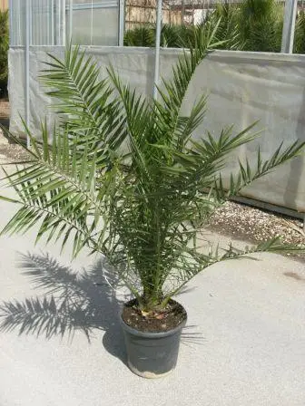 Phoenix canariensis (Kanarska palma)