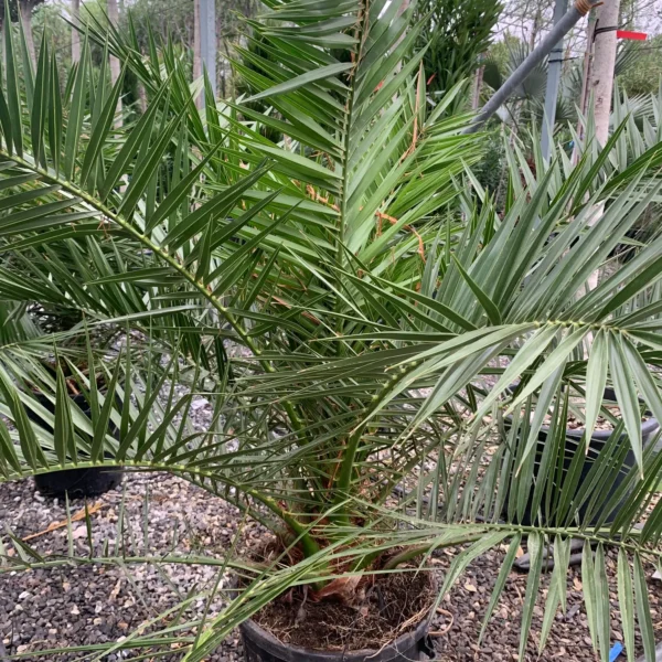 Phoenix canariensis (Kanarska palma)