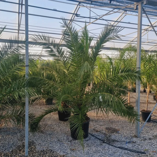 Phoenix canariensis (Kanarska palma)