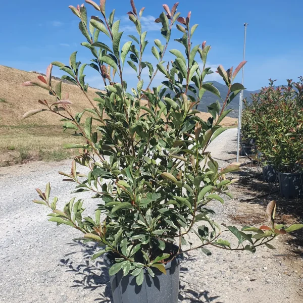 Photinia fr. 'Pink Marble' (Fotinija)
