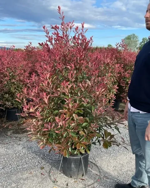 Photinia fr. 'Pink Marble' (Fotinija)