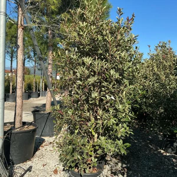 Photinia fr. 'Pink Marble' (Fotinija)