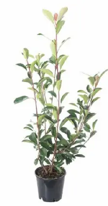 Photinia serrulata 'Red Robin' (Fotinija)