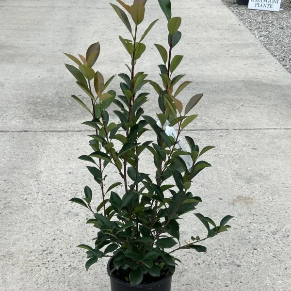 Photinia serrulata 'Red Robin' (Fotinija)
