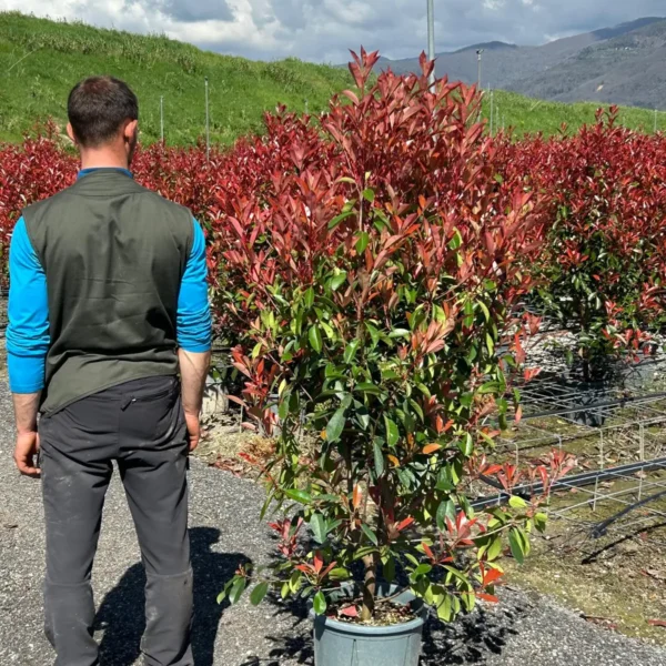 Photinia serrulata 'Red Robin' (Fotinija)