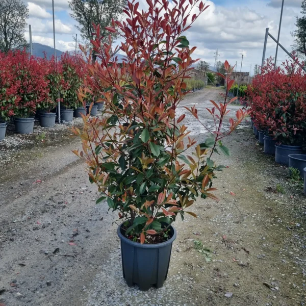 Photinia serrulata 'Red Robin' (Fotinija)