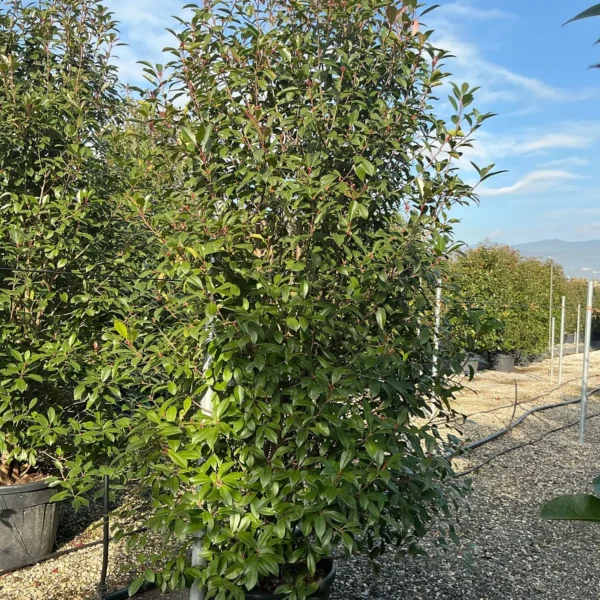 Photinia serrulata 'Red Robin' (Fotinija)