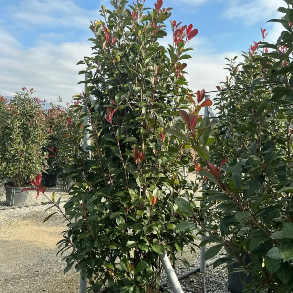 Photinia serrulata 'Red Robin' (Fotinija)