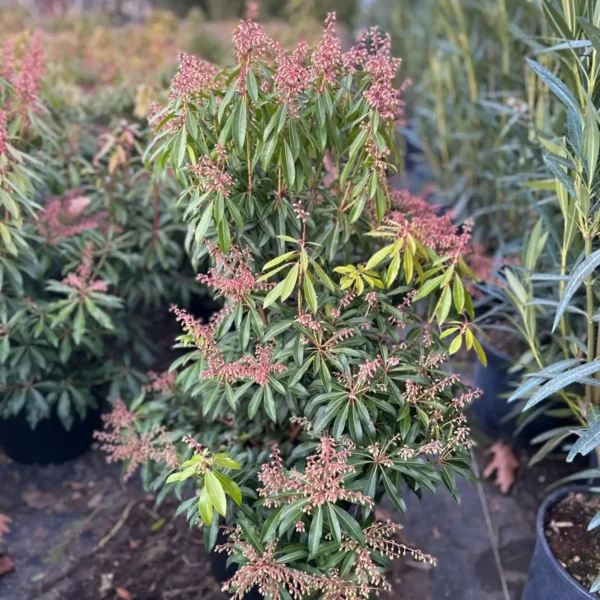 Pieris japonica 'Forest Flame' (Japonski pieris)