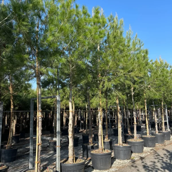 Pinus halepensis (Alepski bor)