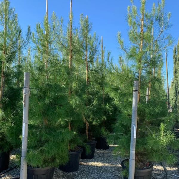 Pinus halepensis (Alepski bor)