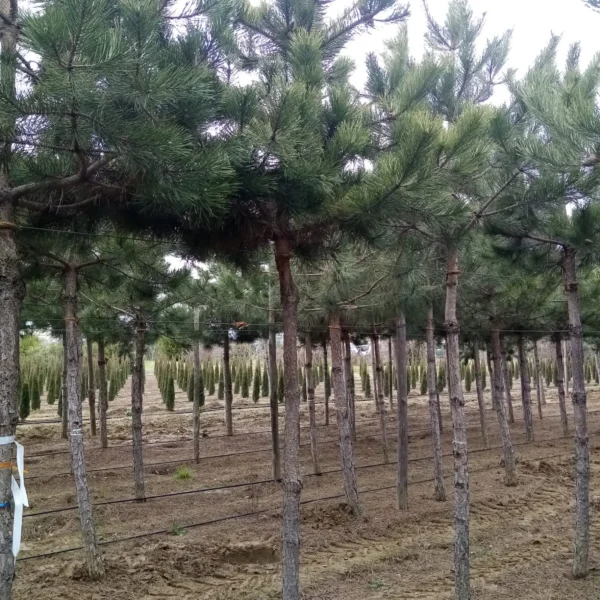 Pinus nigra var. austriaca (Črni bor)