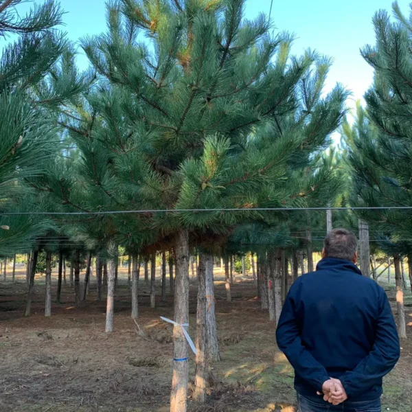 Pinus nigra var. austriaca (Črni bor)