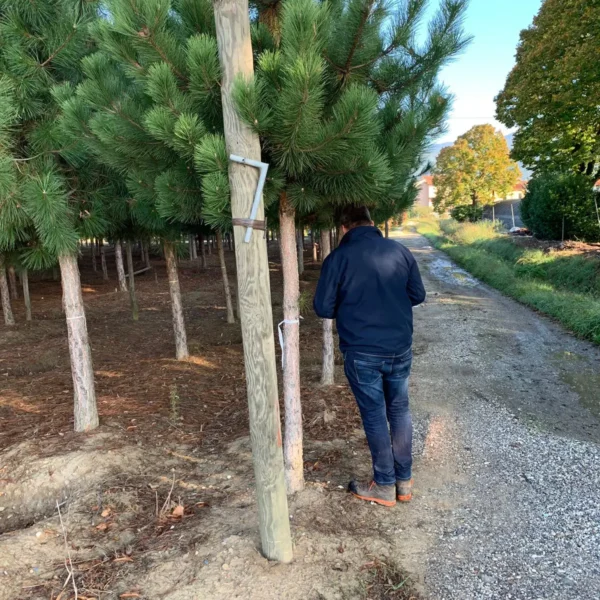 Pinus nigra var. austriaca (Črni bor)