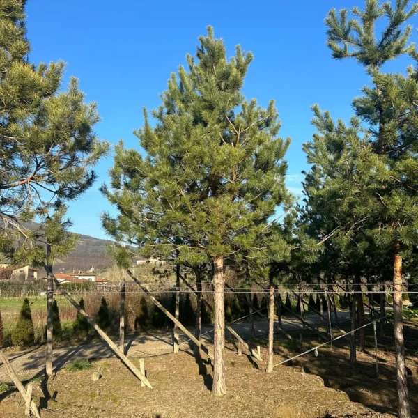 Pinus nigra var. austriaca (Črni bor)