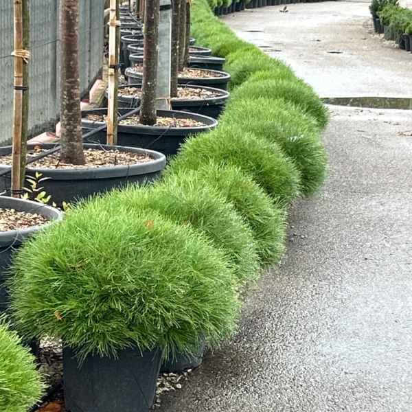 Pinus 'Bambino' (Bor na steblu)