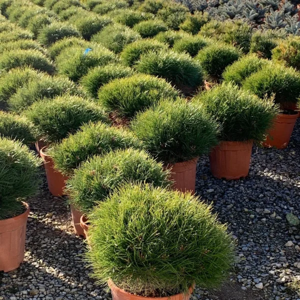 Pinus 'Bambino' (Bor na steblu)