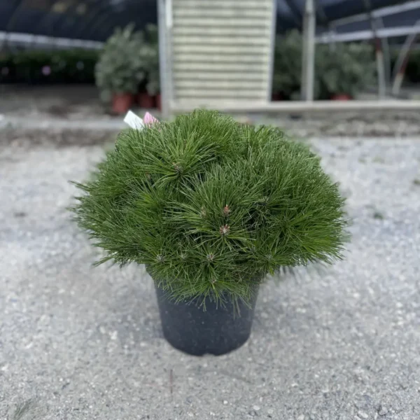 Pinus nigra 'Brepo' (Rušje)