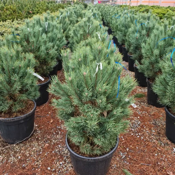 Pinus sylvestris 'Watereri' (Kompaktni rdeči bor)
