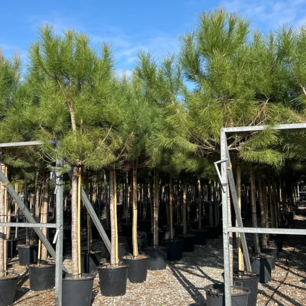 Pinus pinea (Pinija Sredozemski bor)