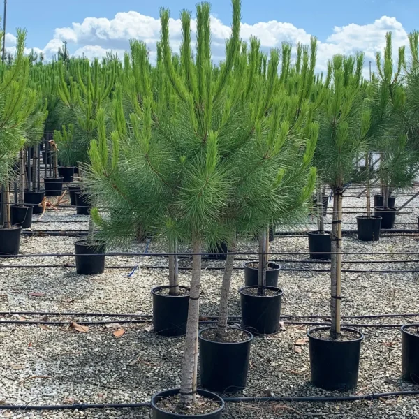 Pinus pinea (Pinija Sredozemski bor)