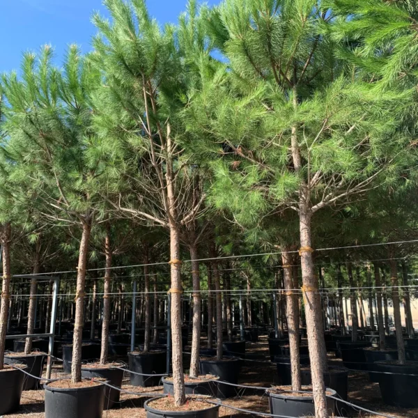 Pinus pinea (Pinija Sredozemski bor)