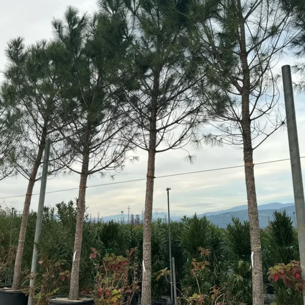 Pinus pinea (Pinija Sredozemski bor)