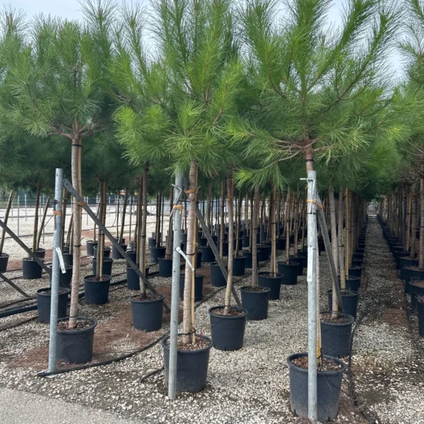 Pinus pinea (Pinija Sredozemski bor)