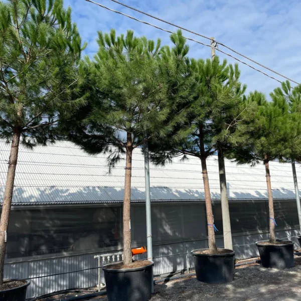 Pinus pinea (Pinija Sredozemski bor)