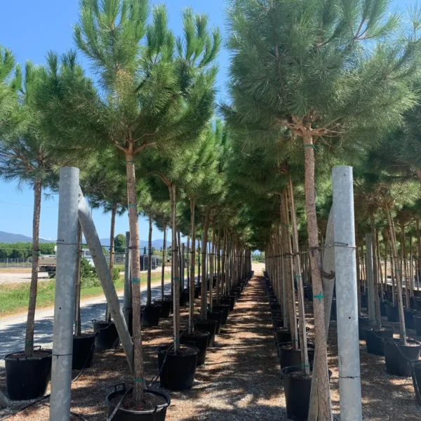 Pinus pinea (Pinija Sredozemski bor)