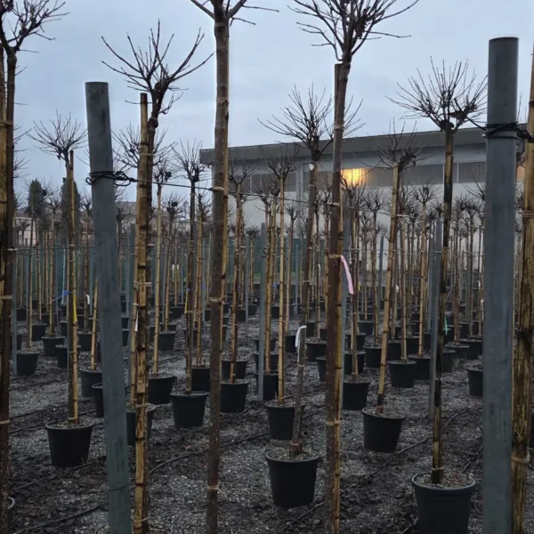 Catalpa bignonioides 'Nana' (Kroglasti cigarar)