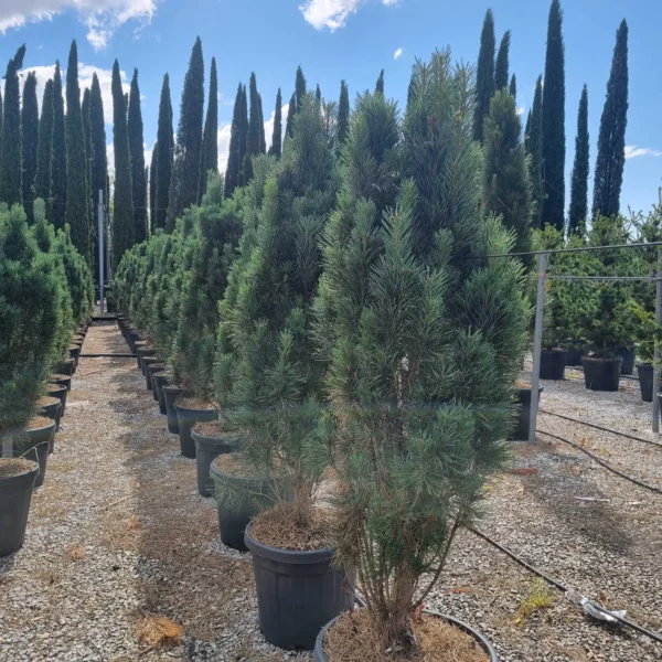 Pinus sylvestris 'Fastigiata' (Stebrasti rdeči bor)