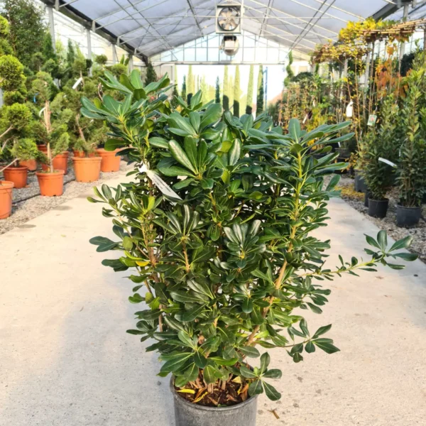 Pittosporum tobira (Pitospor)