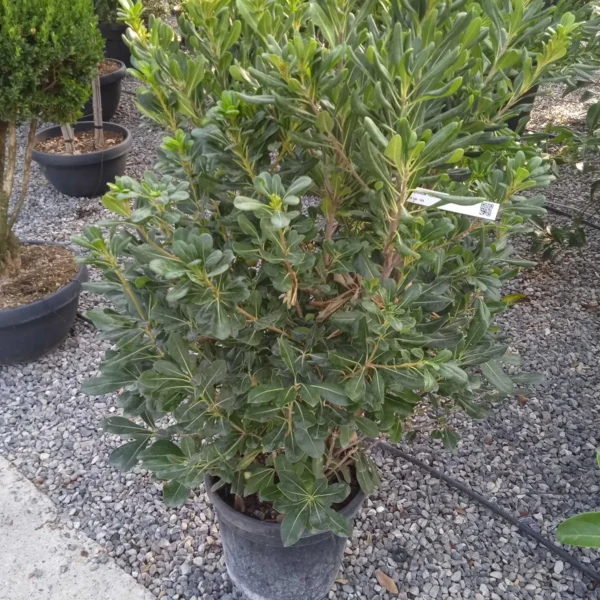 Pittosporum tobira (Pitospor)