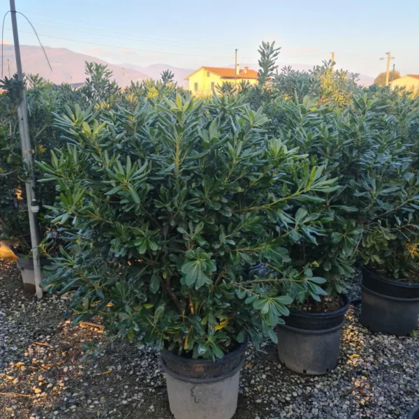 Pittosporum tobira (Pitospor)