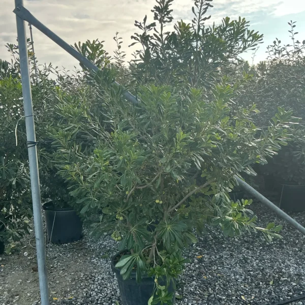 Pittosporum tobira (Pitospor)