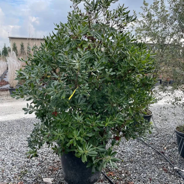 Pittosporum tobira (Pitospor)