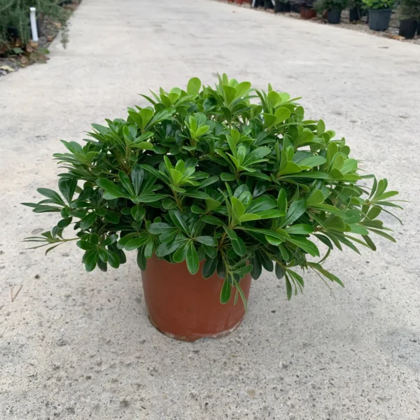 Pittosporum tobira 'Nanum' (Lepljivec)