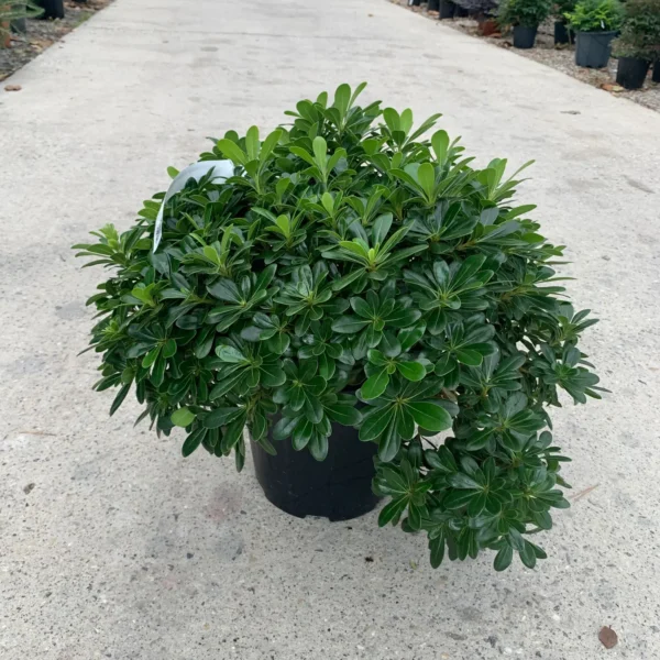 Pittosporum tobira 'Nanum' (Lepljivec)