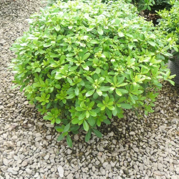 Pittosporum tobira 'Nanum' (Lepljivec)